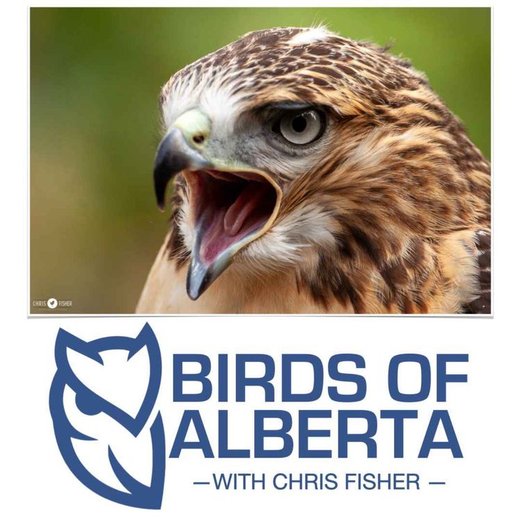 cover art for Red-tailed Hawk