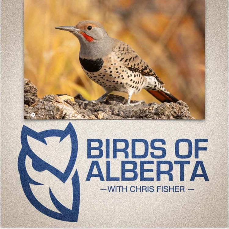 cover art for Northern Flicker