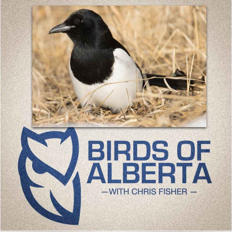 cover art for Black-billed Magpie