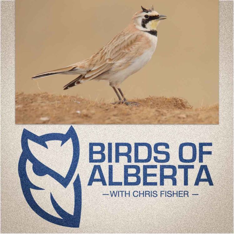 cover art for Horned Lark