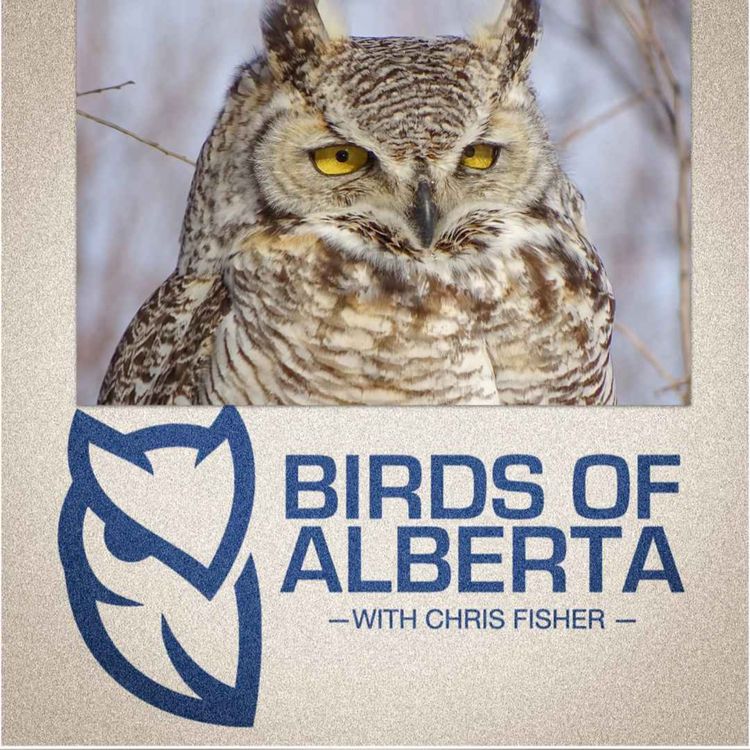 cover art for Great-horned Owl