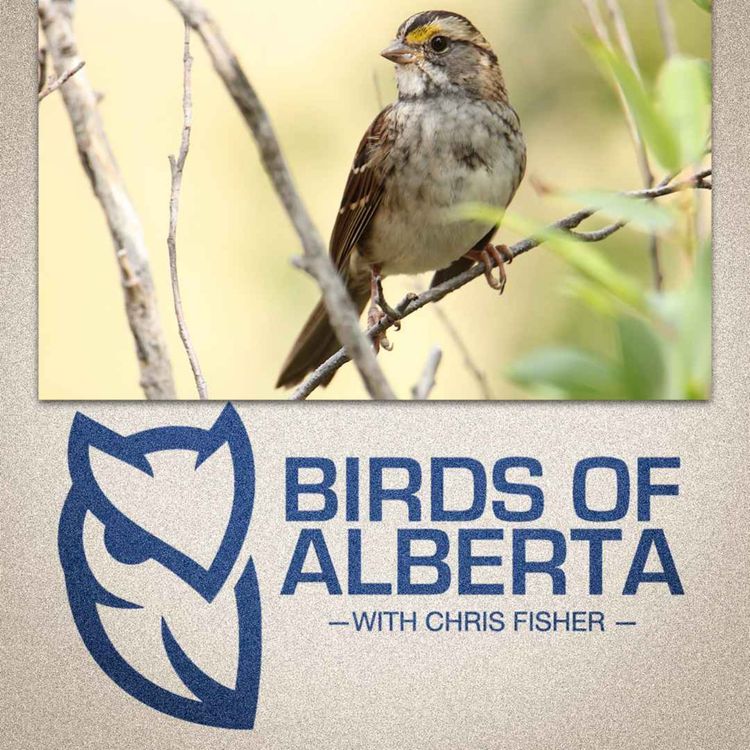 cover art for White-throated Sparrow