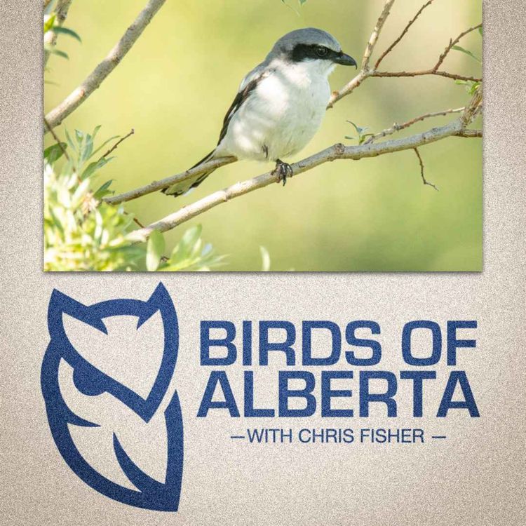 cover art for Loggerhead and Northern Shrikes