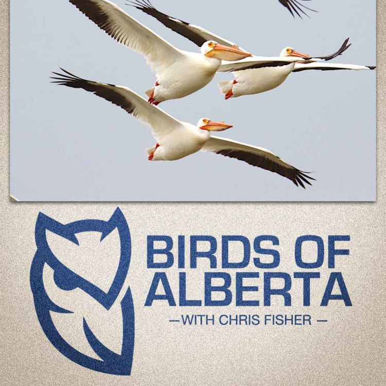 cover art for American White Pelican