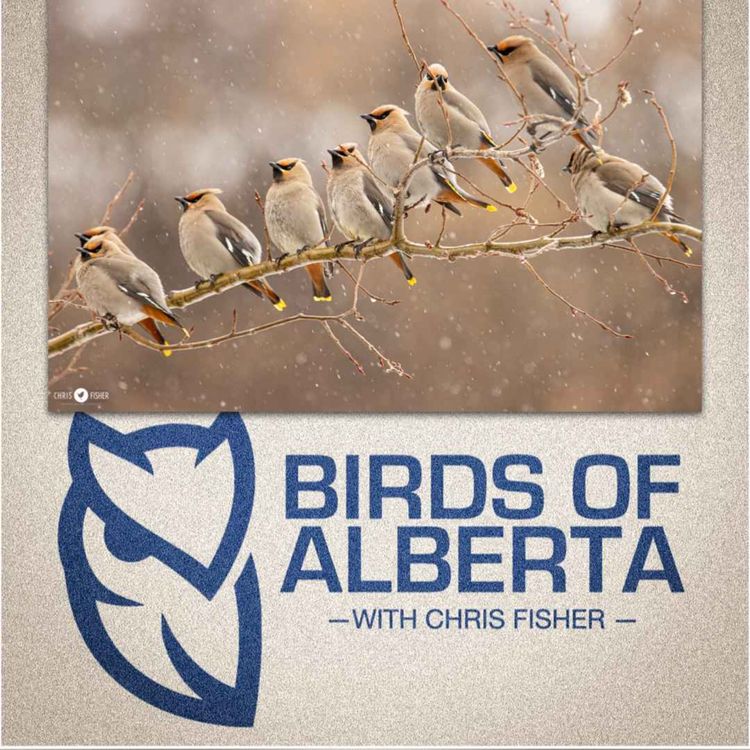 cover art for Bohemian & Cedar Waxwings