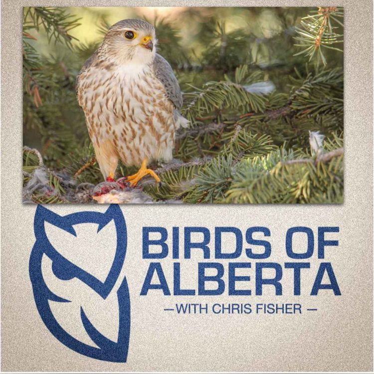 cover art for Merlin