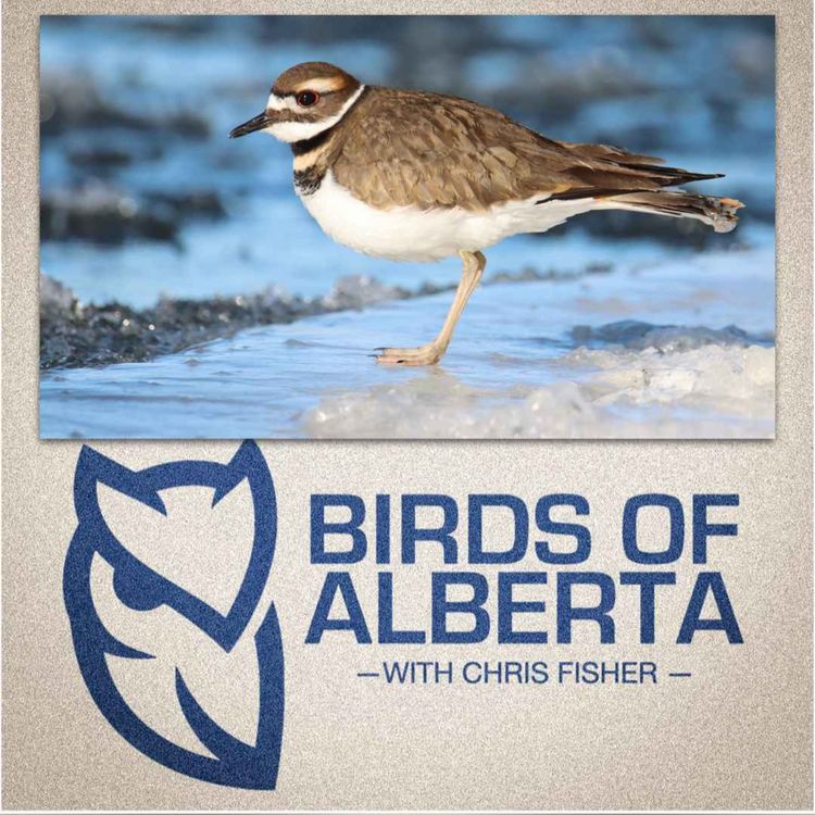 cover art for Killdeer