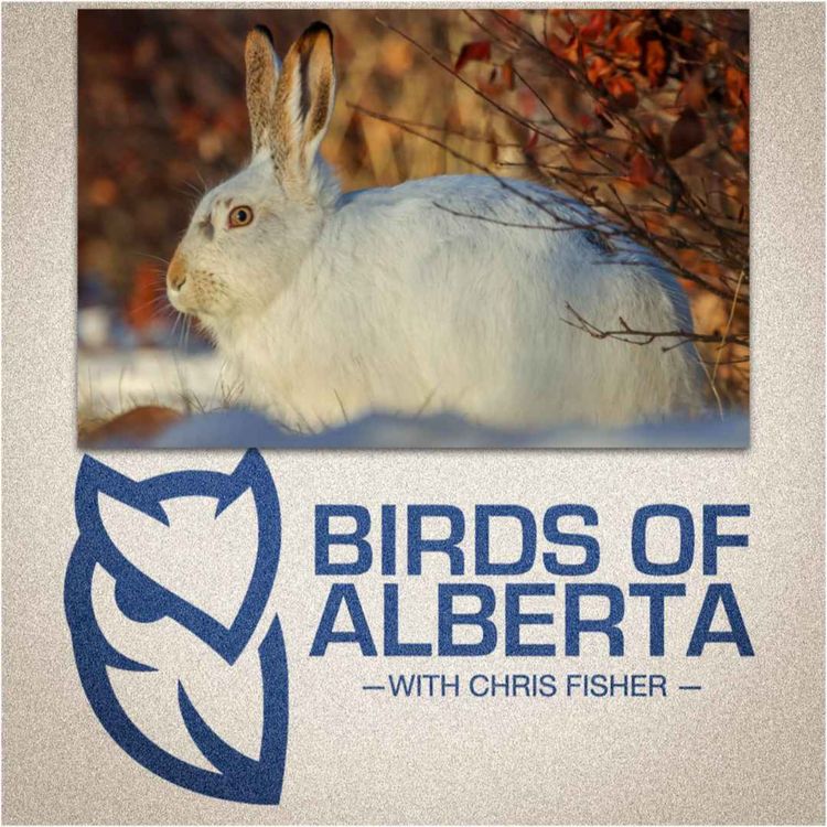 cover art for White-tailed Jackrabbit