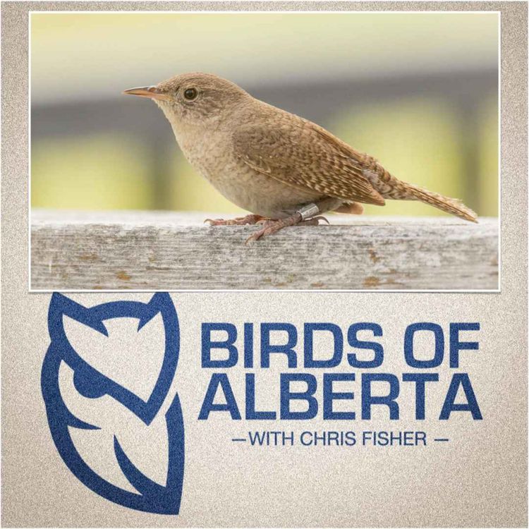cover art for Northern House Wren