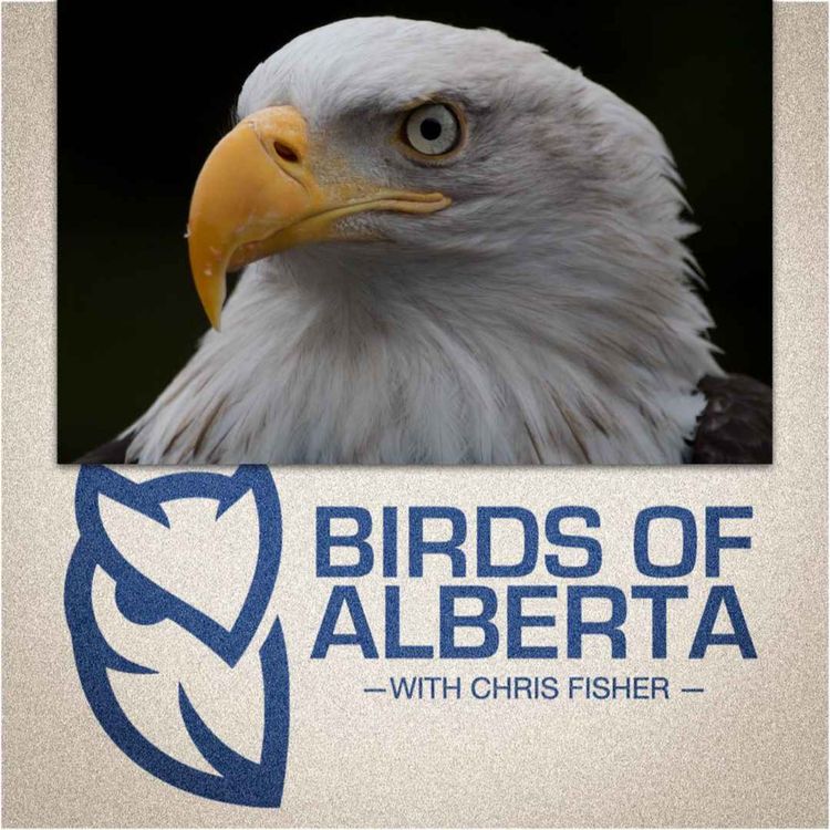 cover art for Birding Call-in Show Alberta@Noon