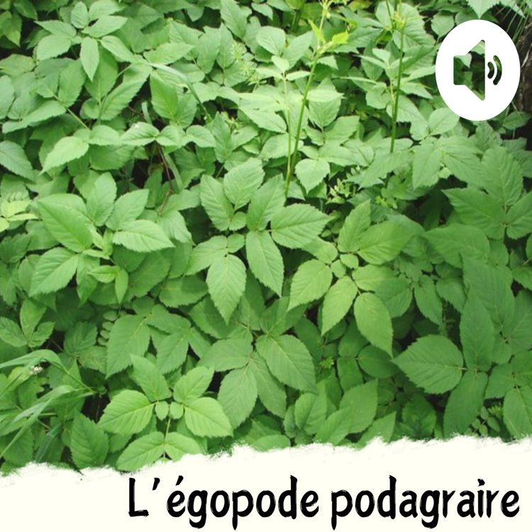 cover art for L'égopode podagraire