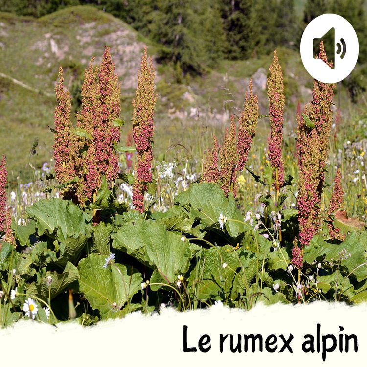 cover art for Le rumex alpin