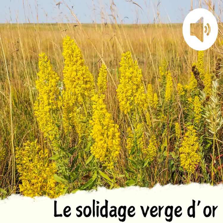 cover art for Le solidage verge d'or
