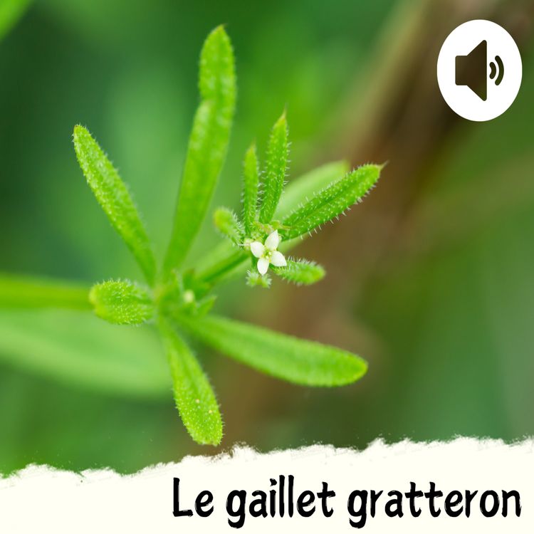 cover art for Le gaillet gratteron