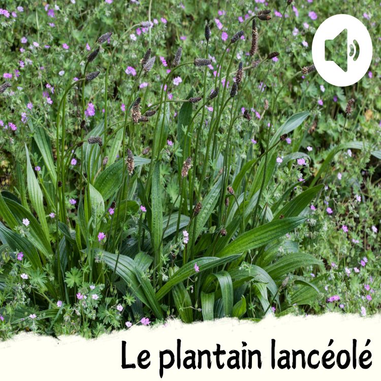 cover art for Le plantain lancéolé