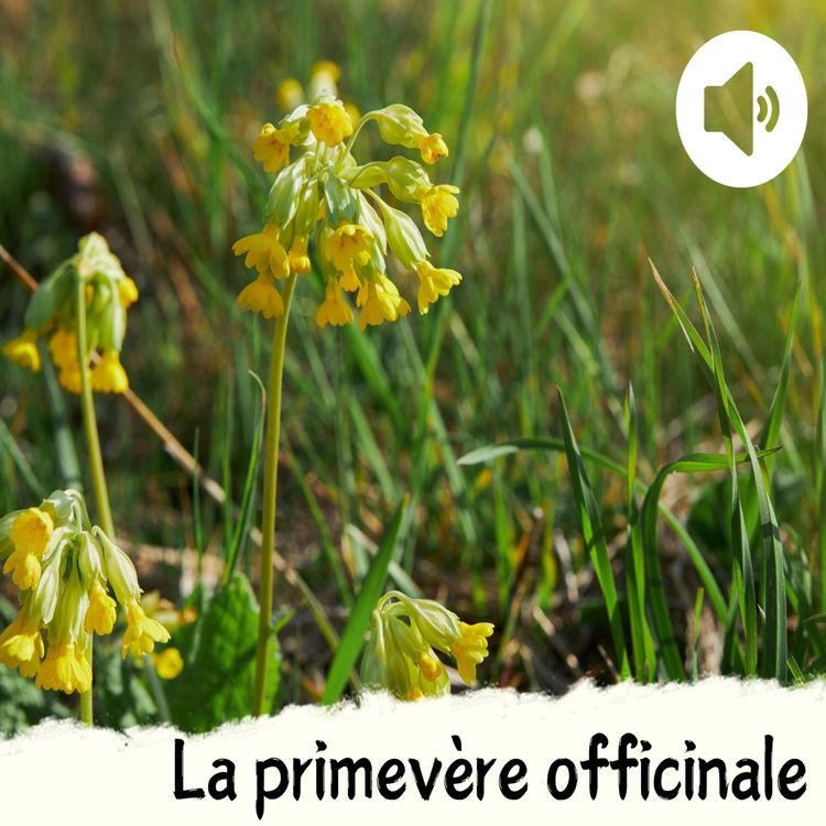 cover art for La primevère officinale