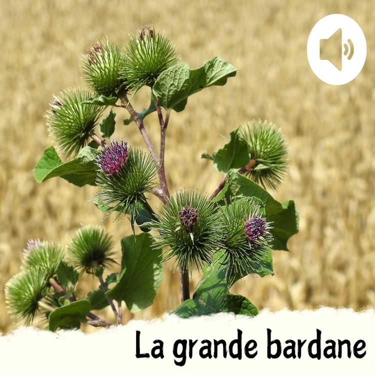cover art for La grande bardane