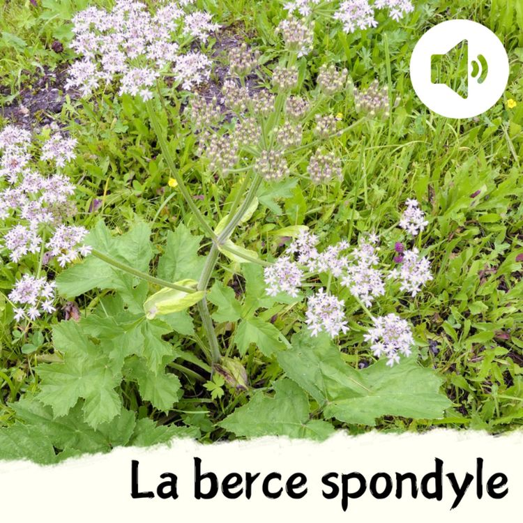 cover art for La berce spondyle