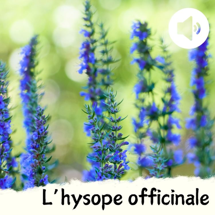 cover art for L'hysope officinale