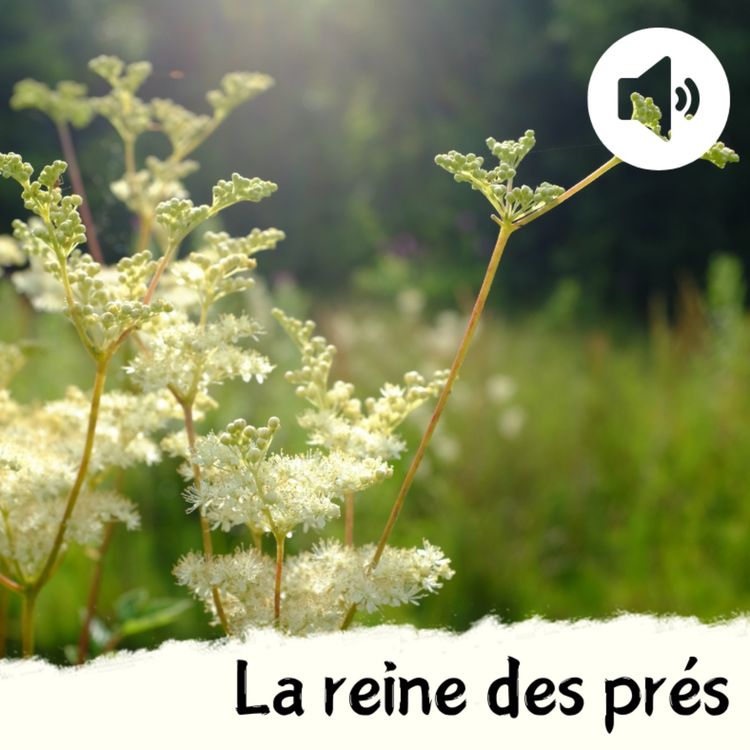 cover art for La reine des prés