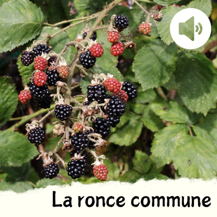 cover art for La ronce commune
