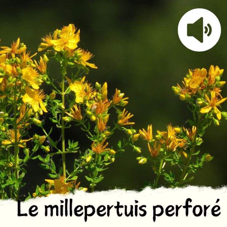cover art for Le millepertuis perforé