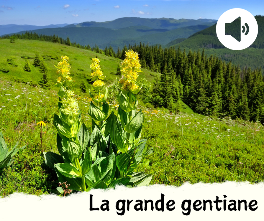 cover art for La grande gentiane