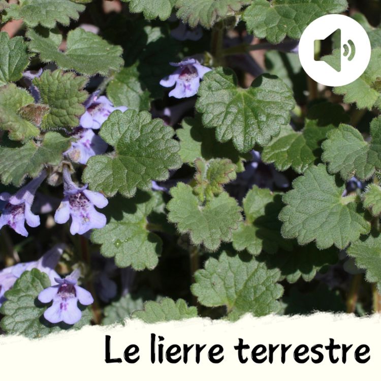 cover art for Le lierre terrestre