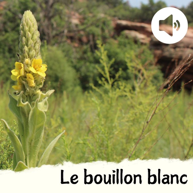 cover art for Le bouillon blanc
