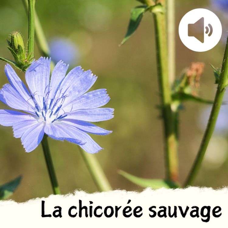 cover art for La chicorée sauvage