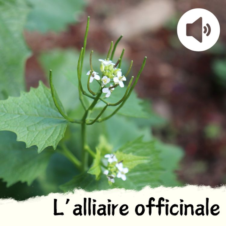 cover art for L'alliaire officinale