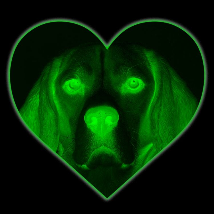 cover art for [UNLOCKED PATREON] 078 - Dog Sex Holocaust