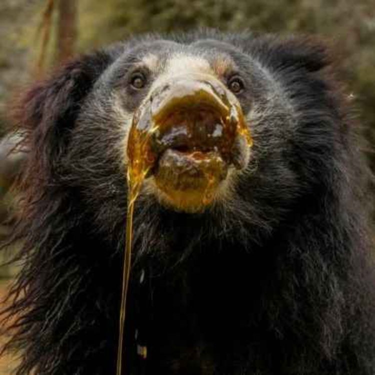 cover art for 122 - Honeypot Nation (Florida House Bill 945)