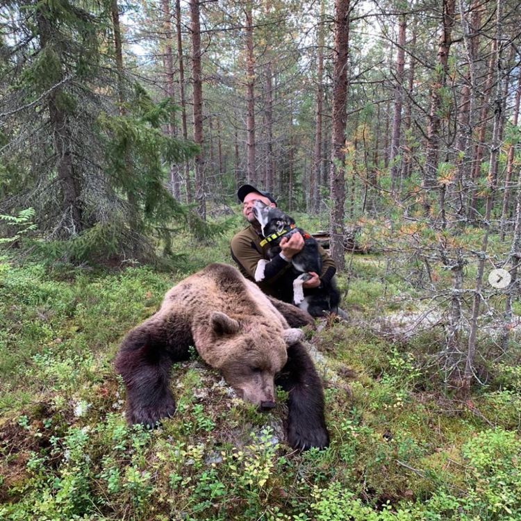 cover art for Bjørn og Elgjakt med Mats Norgberg - Näsjämten´s kennel 