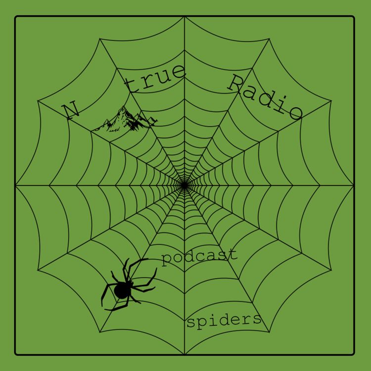 cover art for spiders / عنکبوت ها - E19