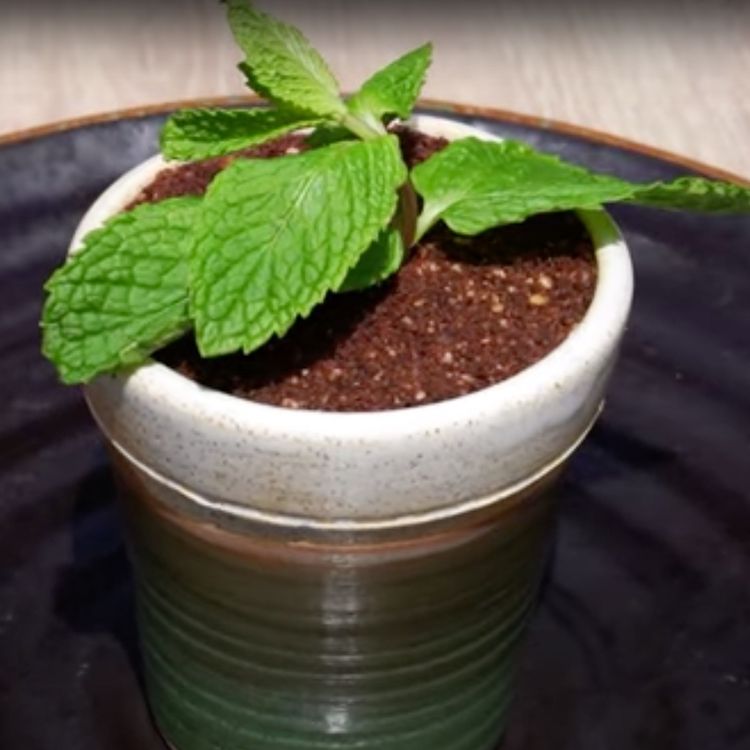 cover art for La Planta