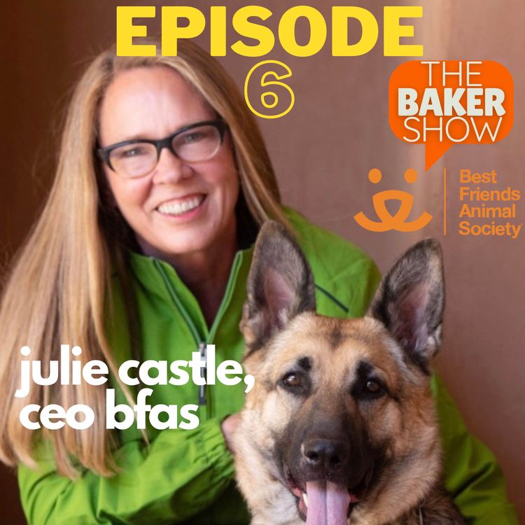 cover art for Animal shelters need your help!! plus life as a cat influencer and the Kit-Kat/ketchup trend on Tik Tok. 