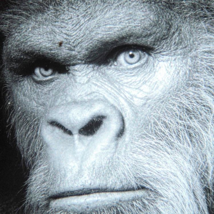 cover art for BIGFOOT HUNT GONE WRONG - Hunter’s Remains and Disturbing Photos Found in Forest