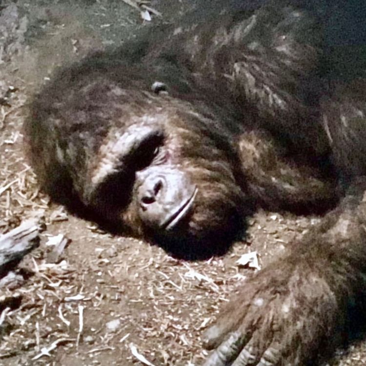 cover art for Why Are Animals Leaving Texas National Parks?