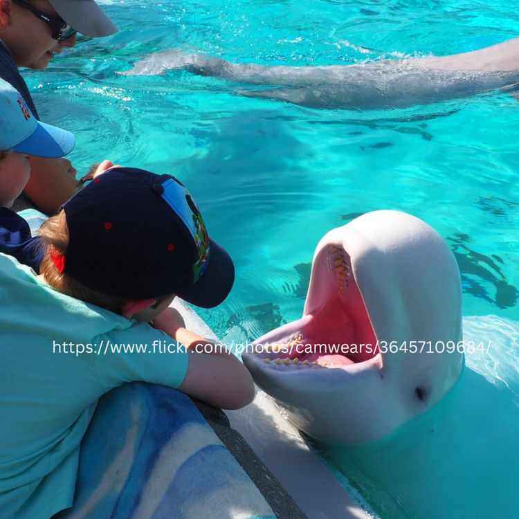 cover art for Does Marineland Have a Future in Ontario?