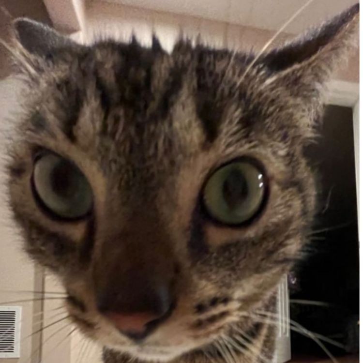 cover art for MY SINGING MONSTERS ANNOUNCEMENT 