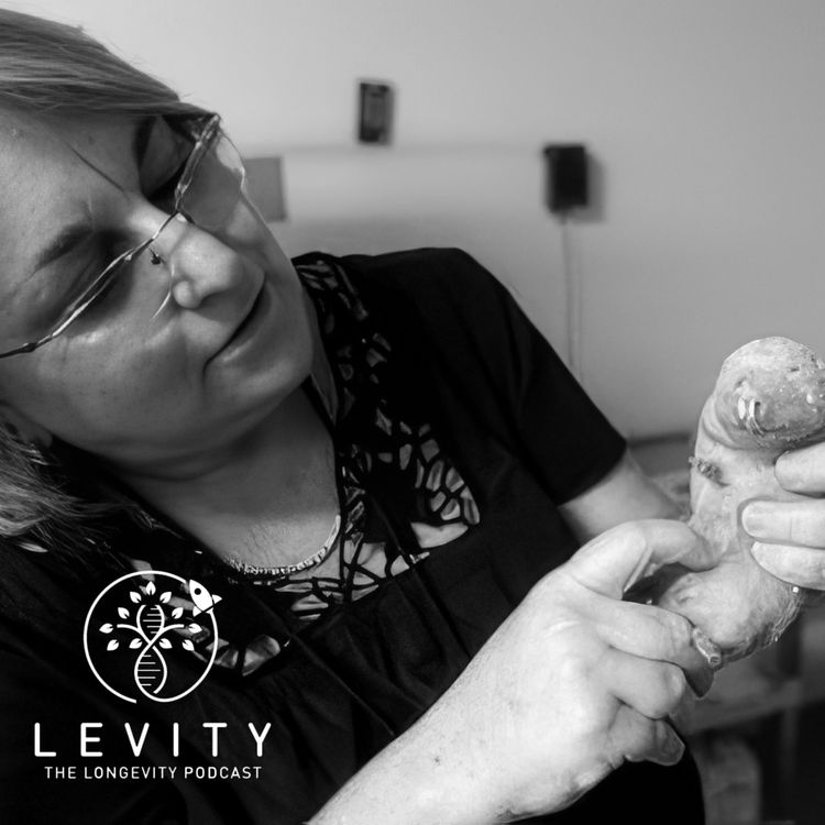 cover art for #28 These rats don't age - here's why  | Prof. Rochelle Buffenstein