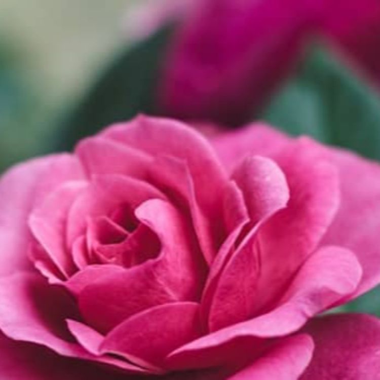 cover art for Legacy of Love