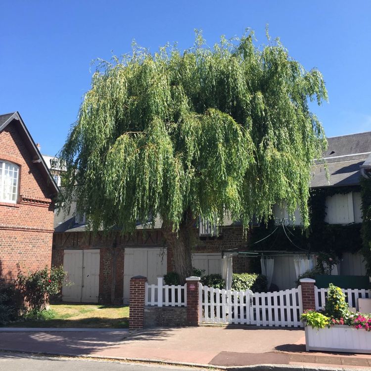 cover art for Bäume in der Stadt