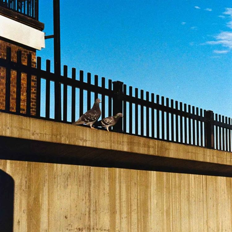 cover art for Always Two Skies of Blue There Are with Forrest Phillips and Emily Pineapple 