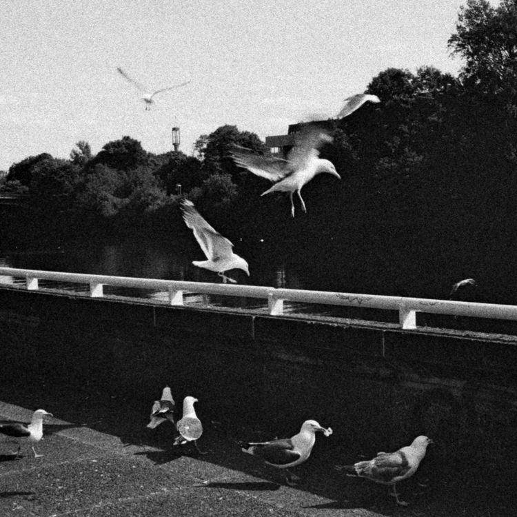 cover art for The Rules of The Road Runner with Connor Ratliff