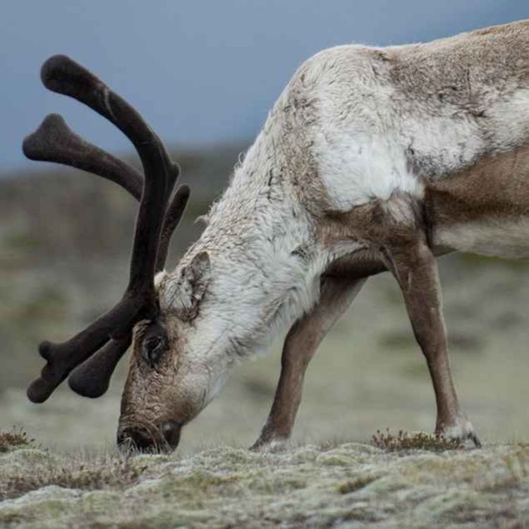 cover art for Hreindýr