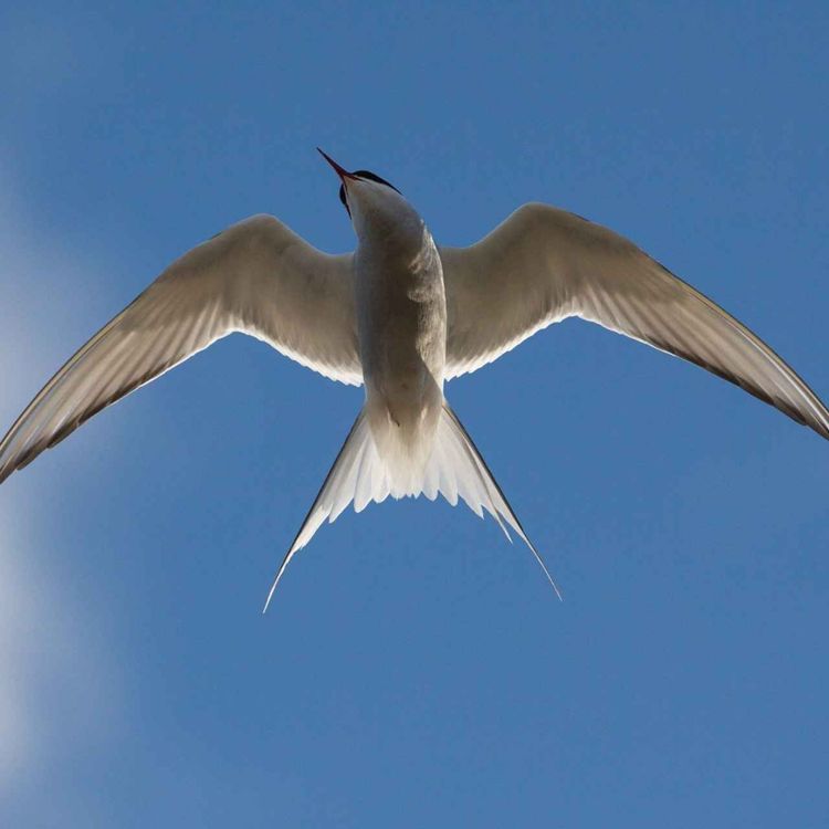 cover art for Fuglar