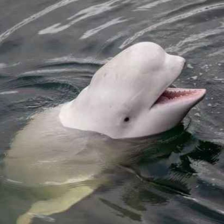 cover art for Hvalir