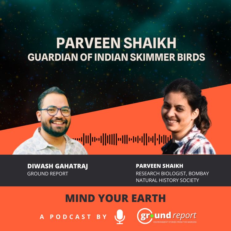cover art for Parveen Shaikh: Guardian of Indian Skimmer birds